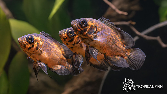 Astronotus ocellatus "Red Oscar"