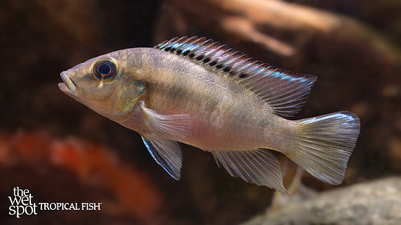 Chromidotilapia guntheri