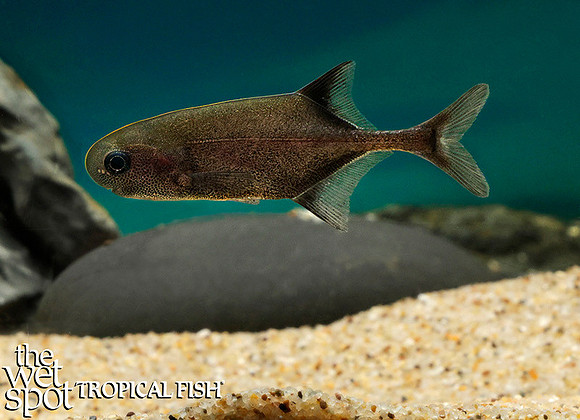 Petrocephalus simus - "Dorsal Band Whale"