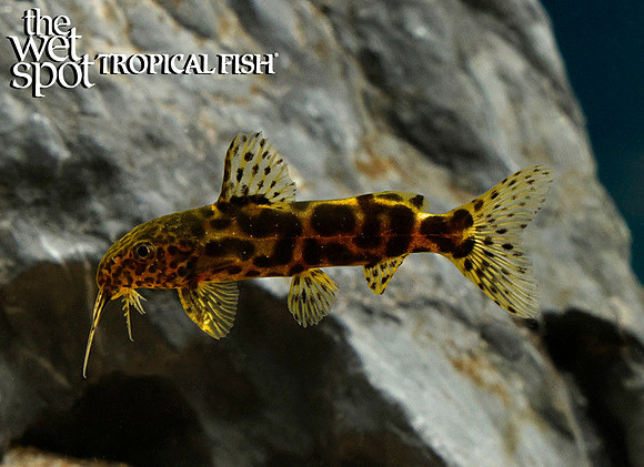 Synodontis waterloti - "Cheetah Squeaker Cat"