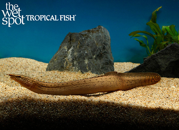 Mastacembelus liberiensis"Orange Spot Eel"
