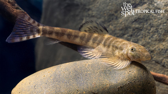 Labigastromyzon cf. changtingensis "Hypnotic Hillstream Loach"