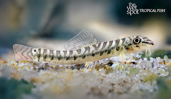 Paracanthocobitis pictilis "Red Tail Zipper Loach"