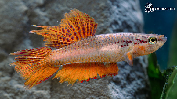 Aphyosemion bivittatum "Bivittatum Killi" "Lagos"