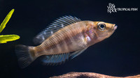 Altolamprologus compressiceps "Kagunga Red Fin"