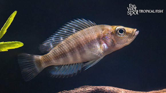 Altolamprologus compressiceps "Kagunga Red Fin"
