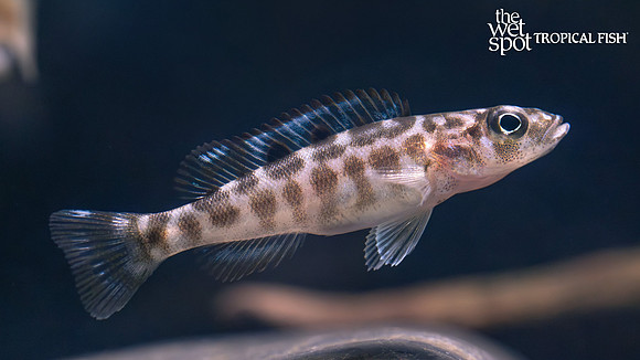 Lepidiolamprologus kendalli