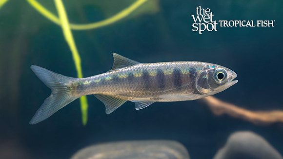 Opsarius cf. pulchellus "Royal Butterfly Danio"