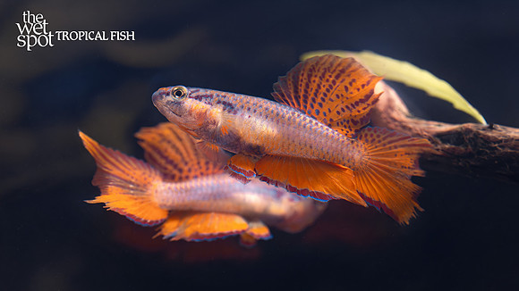 Aphyosemion bivittatum "Bivittatum Killi" "Lagos"