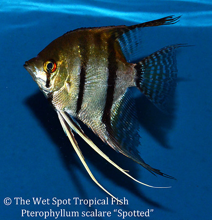 Pterophyllum scalare - Wild Angelfish "Spotted Colombian"