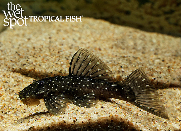 Ancistrus sp."L327 " "Eggspot Bushynose Pleco"