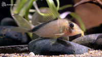Corydoras sp. "CW220"