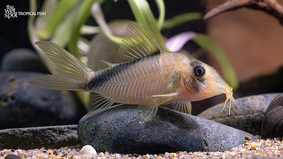 Corydoras sp. "CW220"