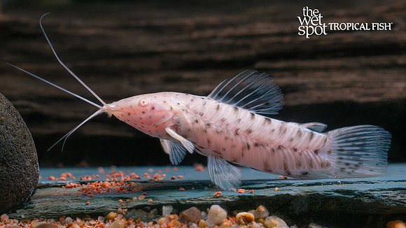 Megalechis thoracata "Albino Marble Hoplo"