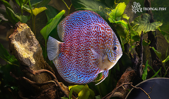 Symphysodon aequifasciatus "Leopard Discus"