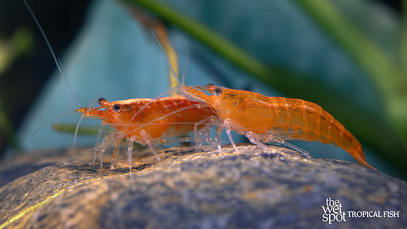 Neocaridina davidi "Sunkist Shrimp"