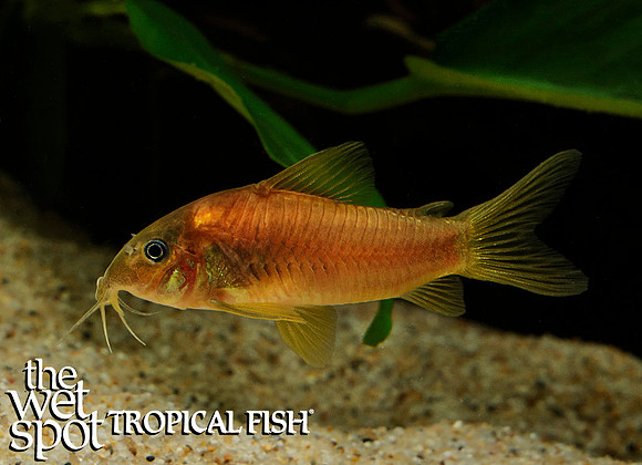 Corydoras sp."CW014" "Laser Red Cory" "Peru"