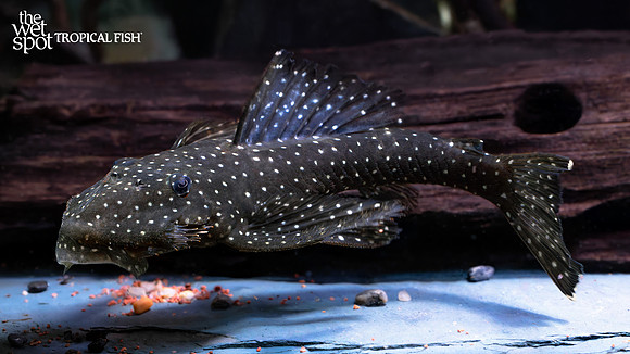 Pseudolithoxus anthrax "L235" "Flat Flyer Pleco"