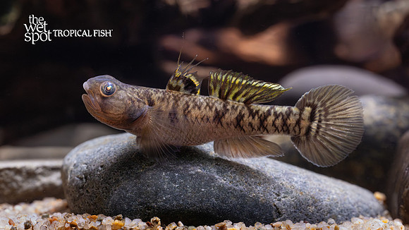 Mugilogobius chulae "Yellowstripe Goby"
