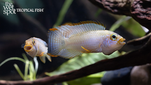 Apistogramma sp. "Ladislao"