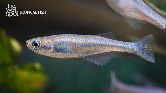Lamprichthys tanganicanus "Lake Tanganyika Killi"