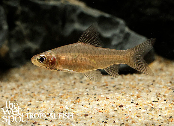 Clypeobarbus congicus - Congo Barb
