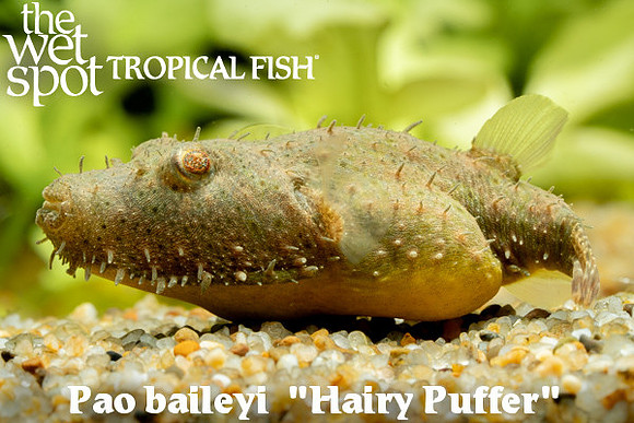 Hairy Puffer - Pao baileyi