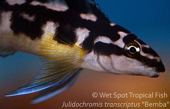 Julidochromis transcriptus "Bemba"