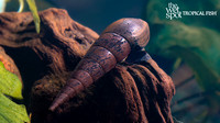 Snails