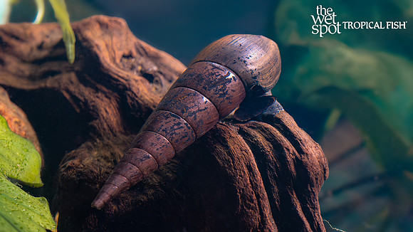 Faunus sp. "Bicolor Snail"