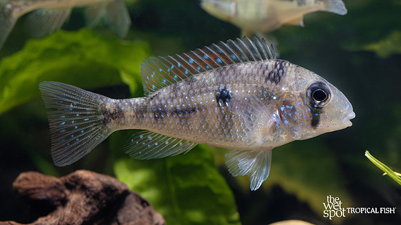 Gymnogeophagus gymnogenys