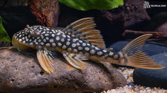 Scobinancistrus aureatus "L014" "Goldy Pleco"