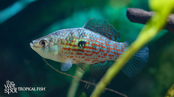 Jordanella floridae "Florida Flag Fish"