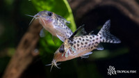Corydoras agassizii "Spotted Cory" "Peru"