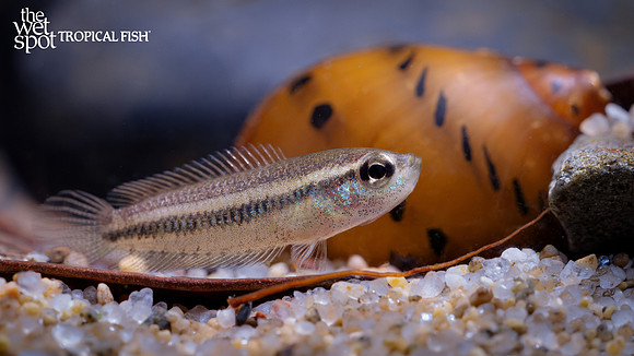 Microsphromenus sp. "Vietnam""Mini Gourami"