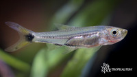Rasbosoma spilocerca "Dwarf Scissortail Rasbora"