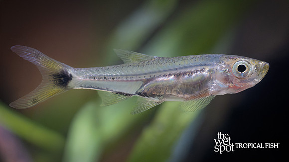 Rasbosoma spilocerca "Dwarf Scissortail Rasbora"