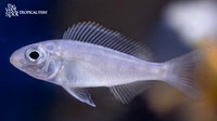 Cyathopharynx foai "Sibwesa"