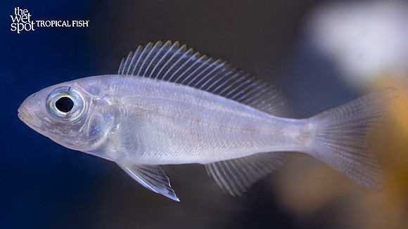 Cyathopharynx foai "Sibwesa"