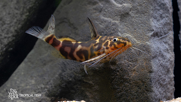Synodontis schoutedeni