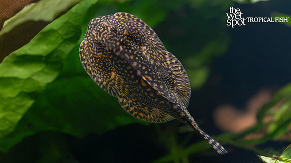 Sewellia analis