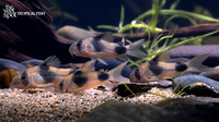 Corydoras weitzmani "Two Saddle Cory" "Peru"