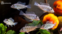 Satanoperca leucosticta