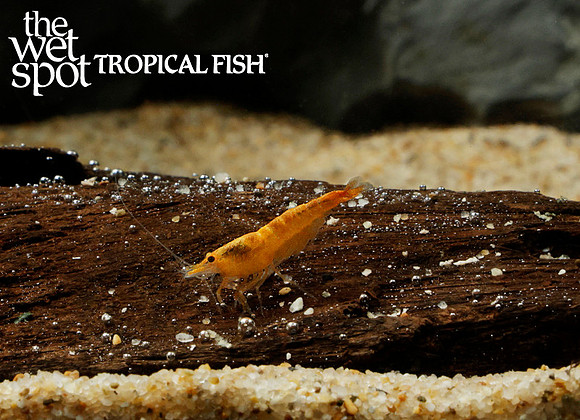 Neocaridina davidi - Orange Fire Shrimp