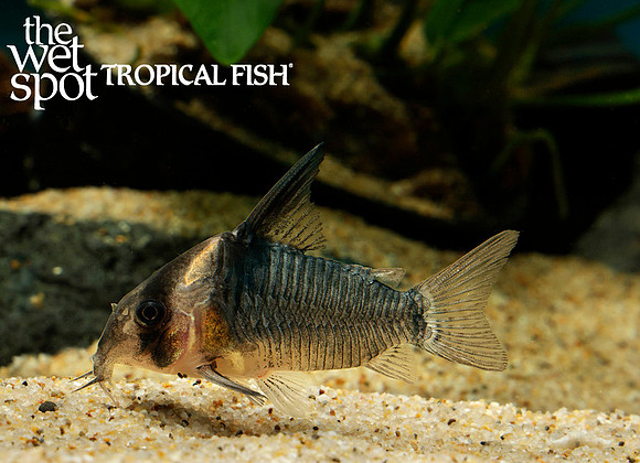 Corydoras sp."CW045" "Sword Cory"