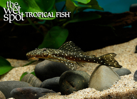 Pseudolithoxus anthrax"L235" "Flat Flyer Pleco"