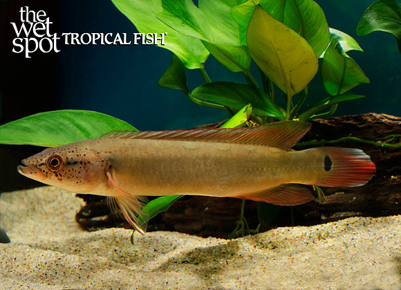 Crenicichla sp."Atabapo" "Red Pike" "Colombia"