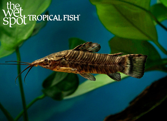 Megalechis picta Tail Bar Hoplo Cat Colombia