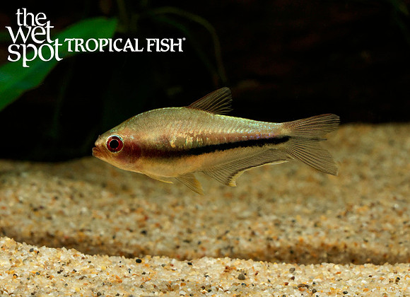 Nematobrycon lacortei Rainbow Emperor Tetra