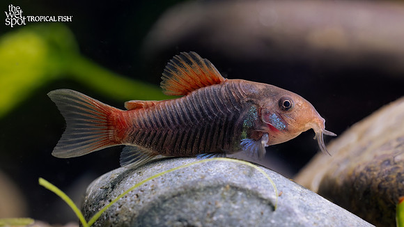 Corydoras hephaestus "Fireball Cory"